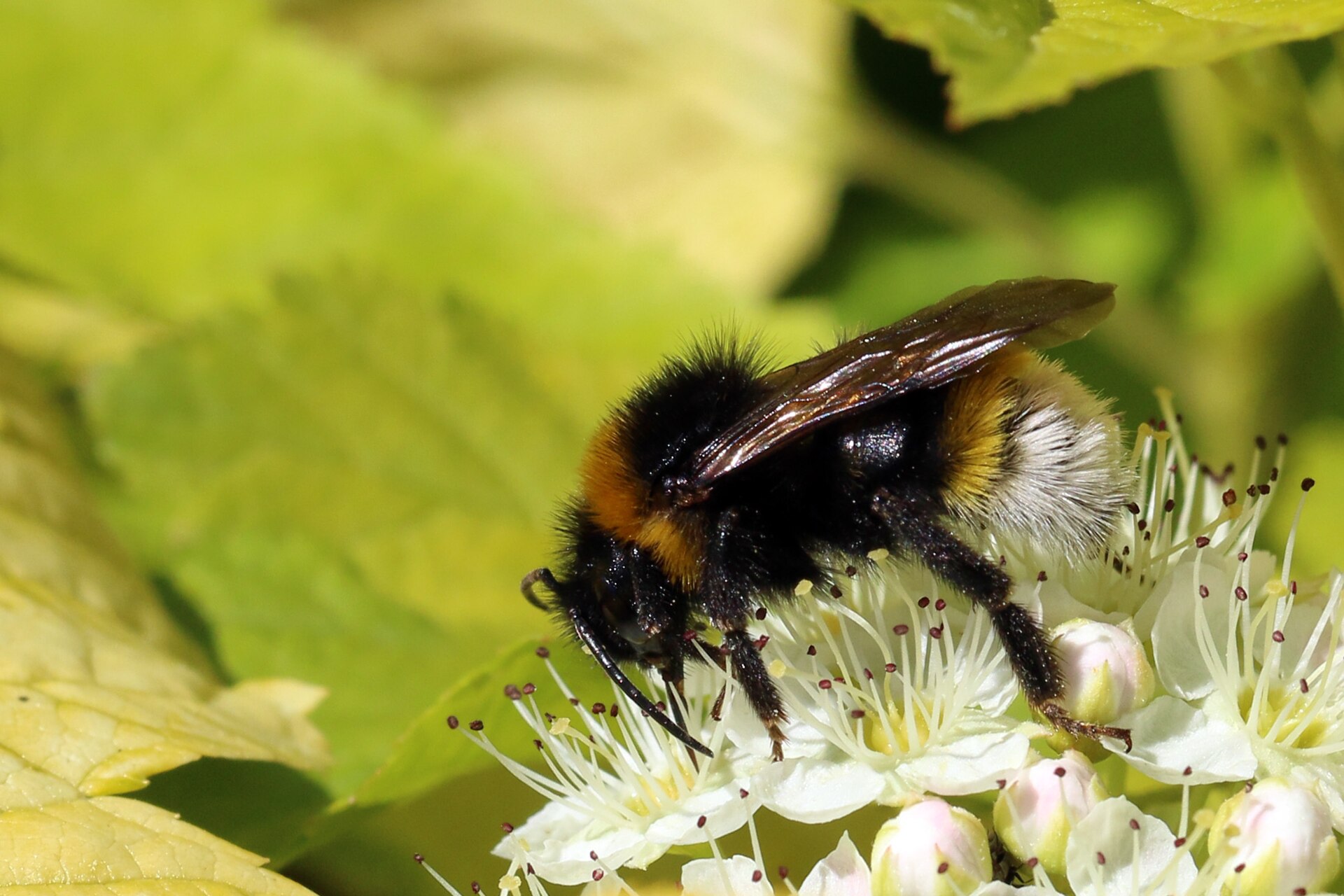 Buff-tailed Bumblebee Bombus terrestris