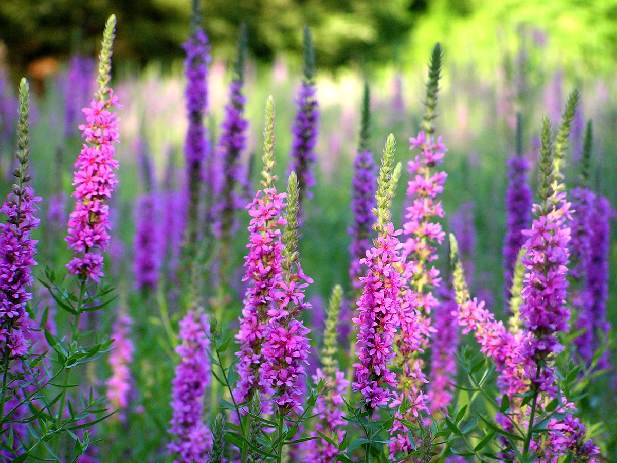 Purple Loosestrife Lythrum salicaria