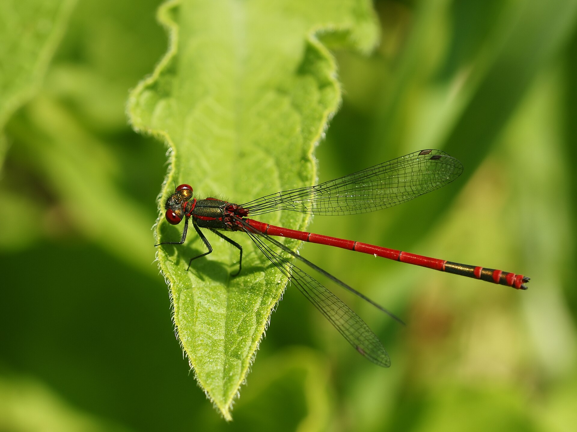 Large Red Damselfly Pyrrhosoma nymphula