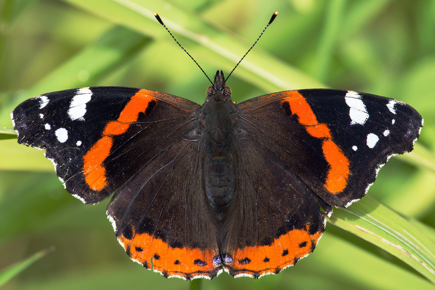 Red Admiral Vanessa atalanta